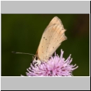 Lycaena phlaeas - Kleiner Feuerfalter 02.jpg